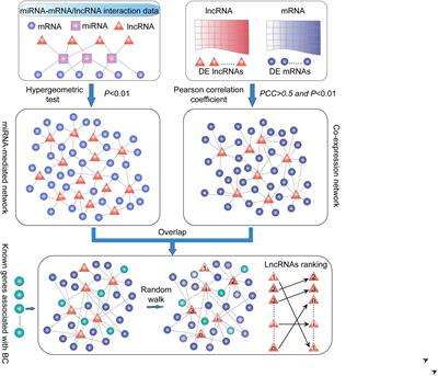 Construction and Analysis of the Dysregulated ceRNA Network and Identification of Risk Long Noncoding RNAs in Breast Cancer